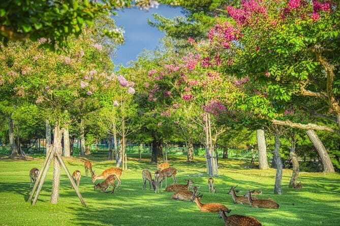 From Osaka-Kyoto: Kyoto and Nara 1Day Bus Tour - Who Should Consider This Tour?