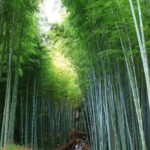 From Osaka: Kyoto Must-see Spots & Nara Park Sightseeing Day Tour - Transportation and Group Dynamics