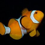 From Phi Phi: Half Day Discover Scuba (2 Dives) - What Sets This Tour Apart