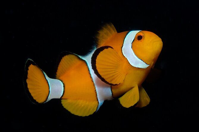 From Phi Phi: Half Day Discover Scuba (2 Dives) - What Sets This Tour Apart
