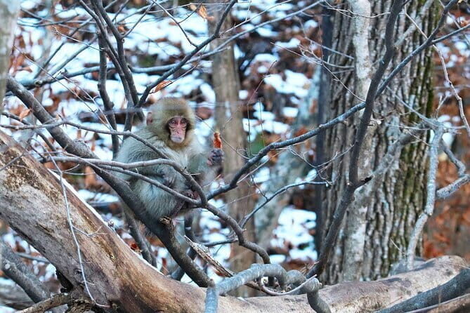 From Tokyo: Nagano Snow Monkey Park Private Tour - FAQ