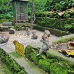 Full Day Best of Ubud Private Tour - What’s Included and What to Budget For
