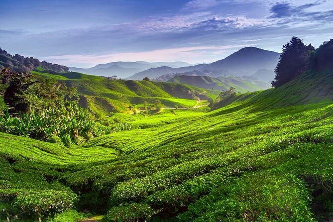Full-day Cameron Highlands Day Trip from Kuala Lumpur - Itinerary Breakdown: What You’ll Experience