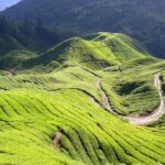 Full Day Cameron Highlands Nature Tour - Cameron Bharat Tea Estate