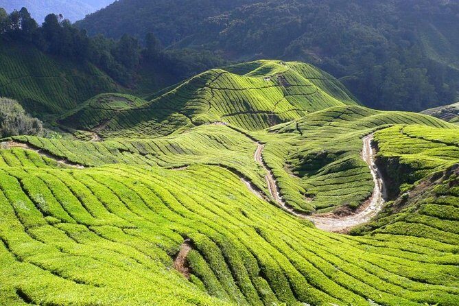 Full Day Cameron Highlands Nature Tour - Cameron Bharat Tea Estate
