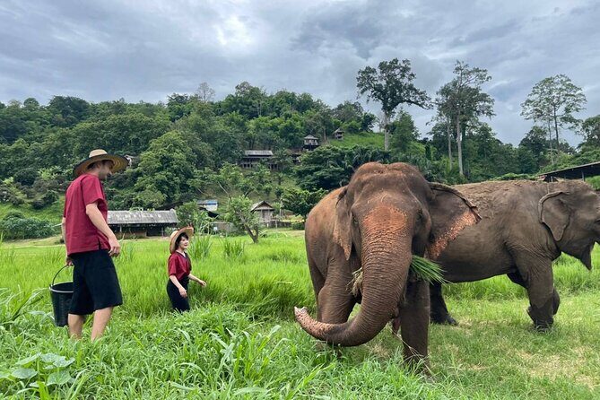 Full Day Experience at Ran-Tong Save & Rescue Elephant Centre - Summary: Who Is This Tour Best For?