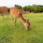 Full Day Guided Tour to Kyoto and Nara from Osaka by Van - What Makes This Tour Stand Out?