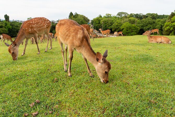 Full Day Guided Tour to Kyoto and Nara from Osaka by Van - What Makes This Tour Stand Out?