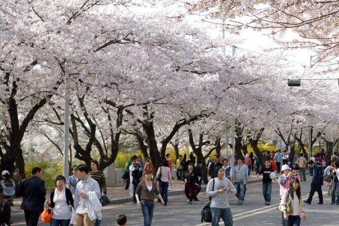 Full-day Hadong, Gwangyang, Cherry blossom, Green Tea Fields Private Tour - Practical Details & Tips