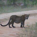 Full day / Half Day WildlifeAdventure in Yala-National-Park - The Practical Side: Pricing and Booking