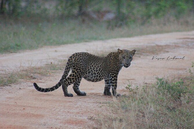 Full day / Half Day WildlifeAdventure in Yala-National-Park - The Practical Side: Pricing and Booking