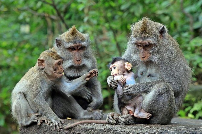 Full-Day in Bali: Amazing Ubud Tour - The Transport and Overall Experience