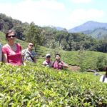 Full day in hiking in Munnar (By Munnar Info) - Authentic Insights from Past Participants