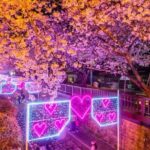 Full-Day Jinhae Cherry Blossom festival Private tour - Who Should Consider This Tour?