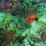 Full-Day Koh Phi Phi Scuba Diving Course from Phuket - The Practicalities: Duration, Cost, and Booking