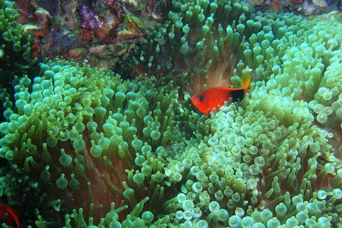 Full-Day Koh Phi Phi Scuba Diving Course from Phuket - The Practicalities: Duration, Cost, and Booking