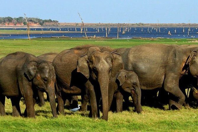 Full-Day Minneriya and Kaudulla National Parks Private Safari - Who Is This Tour Best For?