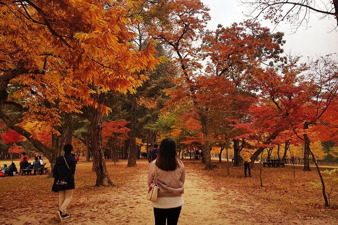 [ Full Day ] Nami Island & Petit France From Seoul - Practical Tips for Your Trip