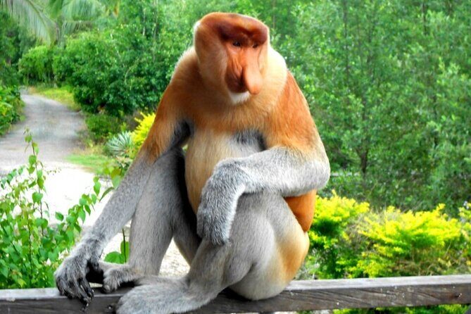 Full Day Orang Utan Sepilok, Proboscis Monkey, Sunbear, RDC - The Real Value for Travelers