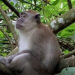 Full-Day Orangutans Adventure in Gunung Leuser - An In-Depth Look at the Full-Day Orangutans Adventure