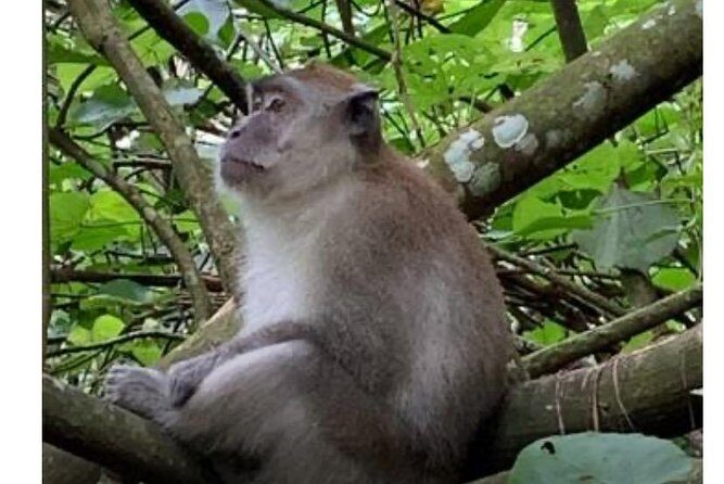Full-Day Orangutans Adventure in Gunung Leuser - An In-Depth Look at the Full-Day Orangutans Adventure