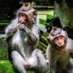 Full Day Private Tour in Ubud Indonesia - Who Would Love This Tour?