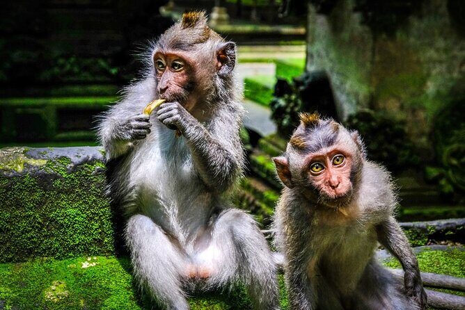 Full Day Private Tour in Ubud Indonesia - Who Would Love This Tour?
