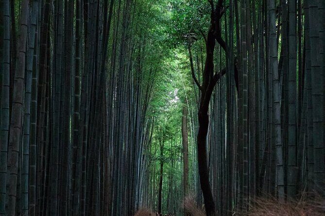 Full-Day Private Tour to Discover The Best of Tokyo - Practical Aspects of the Tour