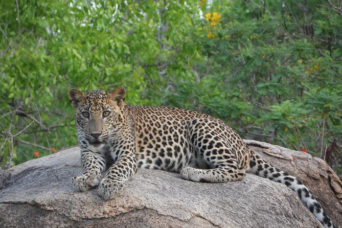 Full Day Safari ( The Best for Leopards ) in Yala - Who Is This Tour Perfect For?