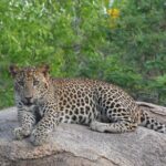 Full Day Safari Tour in Yala National Park - What Sets This Tour Apart?