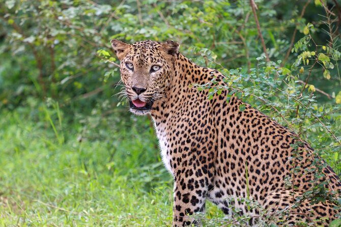 Full day Safari - Yala National Park - 04.30 am to 06.00 pm with - Janaka safari - The Itinerary in Detail