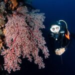 Full-Day Scuba Diving Experience of USAT Liberty in Tulamben - Discovering Tulamben’s Underwater Treasures