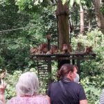 Full-Day Sepilok Orangutan and Sandakan City Trail from Kota Kinabalu - FAQs
