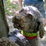 Full-Day Small-Group Truffle Hunting in Tuscany with Lunch - The Bottom Line