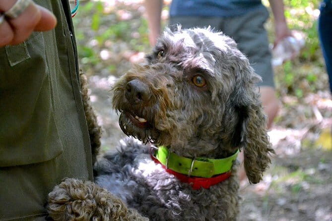 Full-Day Small-Group Truffle Hunting in Tuscany with Lunch - The Bottom Line