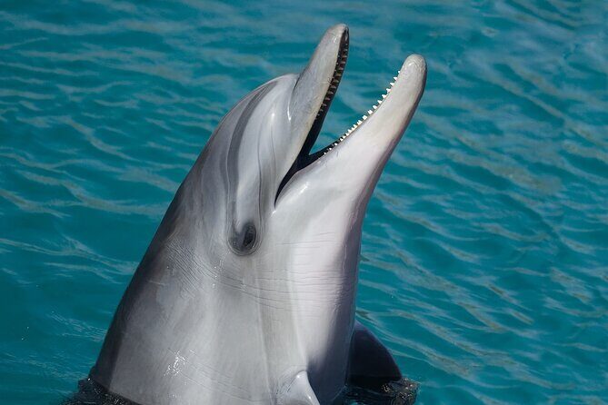 Full-Day Tour in Key West from Miami with Add-on extras - The Sum Up