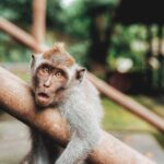 Full day Tour to Best of Ubud with jungle swing - FAQs