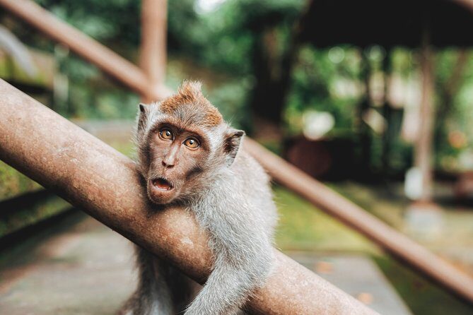 Full day Tour to Best of Ubud with jungle swing - FAQs
