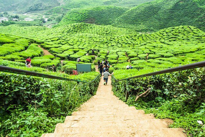 Full Day Tour to Cameron Highlands with Batu Caves Stopover - Who Should Consider This Tour?