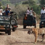 Full-Day Trip to Ranthambore National Park from Jaipur - Authentic Insights from Reviewers