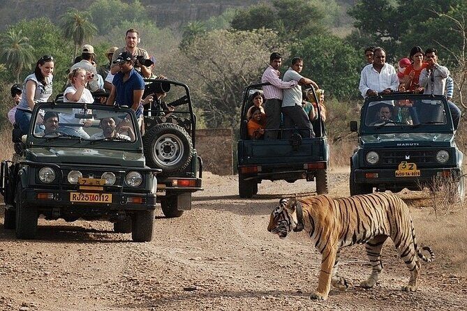 Full-Day Trip to Ranthambore National Park from Jaipur - Authentic Insights from Reviewers
