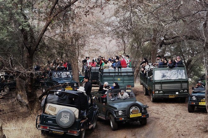 Full Day trip to Ranthambore tiger reserve from Jaipur - Who Should Consider This Tour?