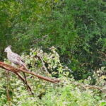 Fully Private Udawalawe National Park Safari Tour - Final Thoughts
