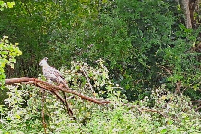 Fully Private Udawalawe National Park Safari Tour - Final Thoughts
