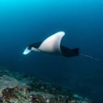 Fun Dive Nusa Penida Bali - For Certified Divers - Why This Tour Offers Great Value