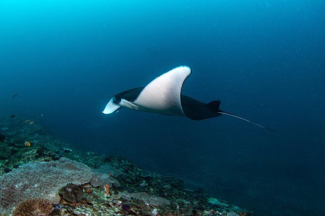 Fun Dive Nusa Penida Bali - For Certified Divers - Why This Tour Offers Great Value