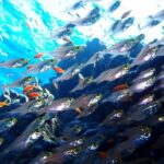 Fun Dives For Certified Divers - Authentic Insights from Reviewers