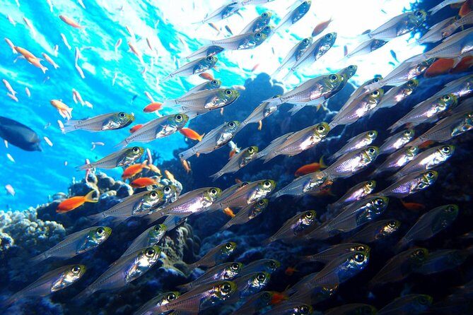 Fun Dives For Certified Divers - Authentic Insights from Reviewers