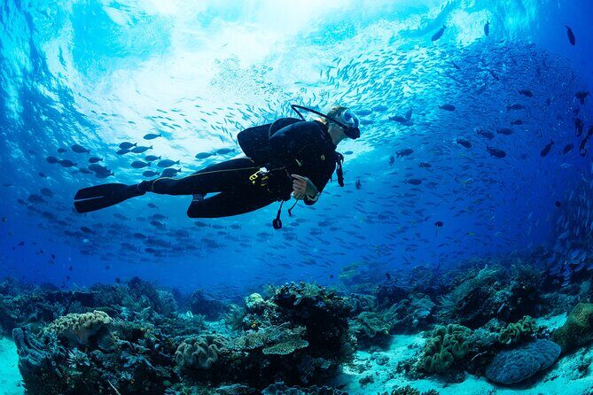 Fun Dives For Certified Divers - Who Is This Tour Best For?