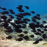 Fun Dives - Guided Dives for Certified Divers - FAQ